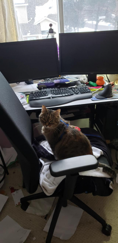 Hazel stealing my chair