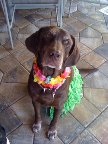 Sherris's dog, Coco in her finest hula wear.